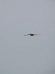 SX28387 Kestrel (Falco tinnunculus).jpg